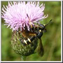 Conops flavipes - Dickkopffliege w04.jpg